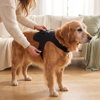 Owner fitting the LumaPaw wrap on a calm dog